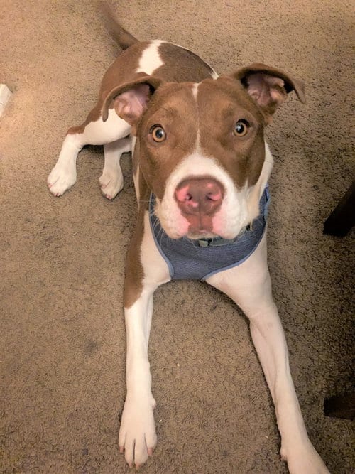 Photo of Harley Quinn, adoptable American Staffordshire Terrier in San Diego, California