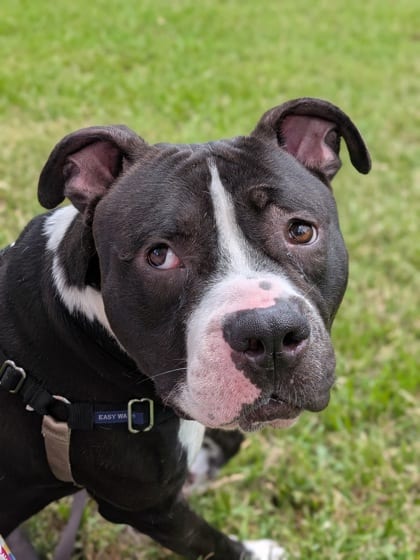 Photo of Osric, adoptable Terrier in New Orleans, Louisiana
