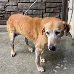 Photo of Piper 8515, adoptable Labrador Retriever in Loxahatchee, Florida