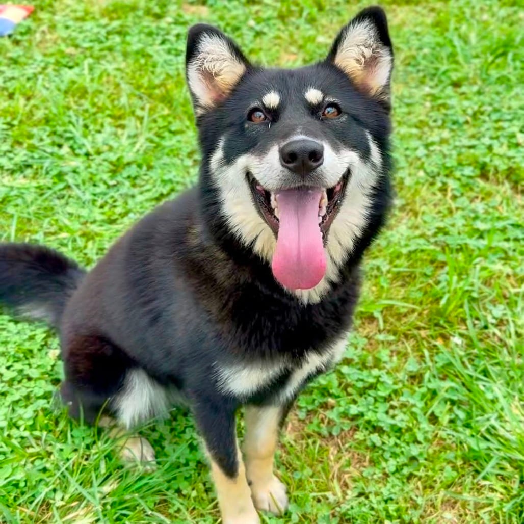 Photo of Phoebe, adoptable Mixed Breed (Medium) in Dayton, Ohio