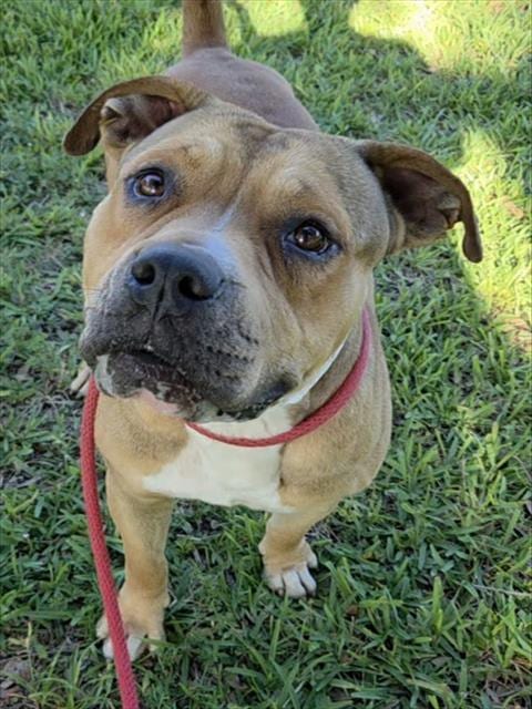 Photo of Rusty, adoptable American Staffordshire Terrier in Fort Lauderdale, Florida