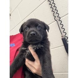 Photo of A597725, adoptable Australian Shepherd in San Bernardino, California