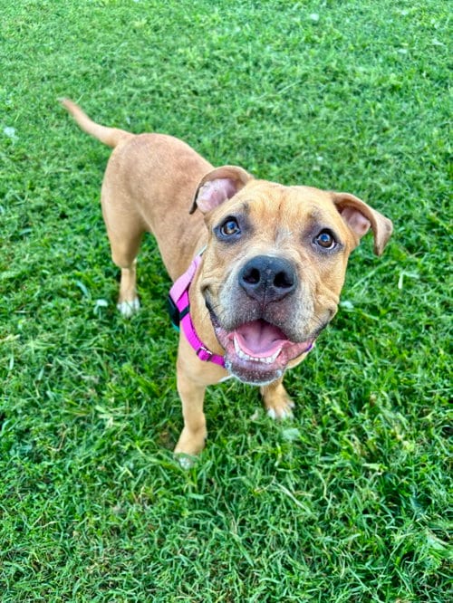 Photo of Hazel - The Loyal-Tree Litter, adoptable Boxer in Holly Springs, North Carolina