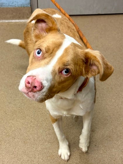 Photo of Caldor, adoptable dog in Chamblee, Georgia