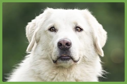 Photo of Bear, adoptable Great Pyrenees in Amherst, Massachusetts
