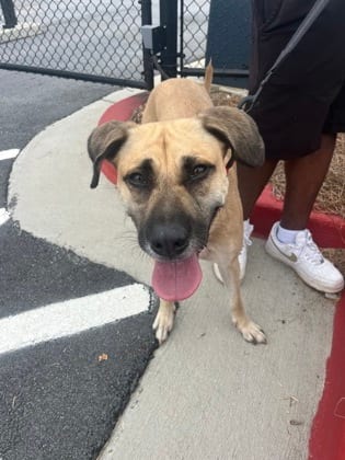 Photo of Elaine, adoptable dog in Atlanta, Georgia