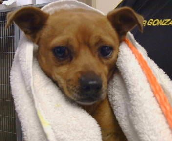 Photo of A927612, adoptable Chihuahua in Sacramento, California