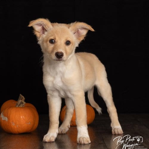 Photo of Britney, adoptable Great Pyrenees in Claremore, Oklahoma