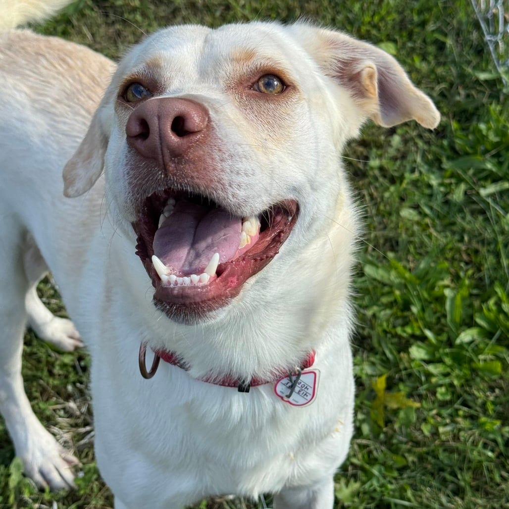 Photo of Blue, adoptable Retriever, Labrador in Springfield, Massachusetts