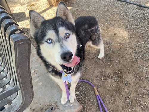 Photo of Atari, adoptable Siberian Husky in Phoenix, Arizona