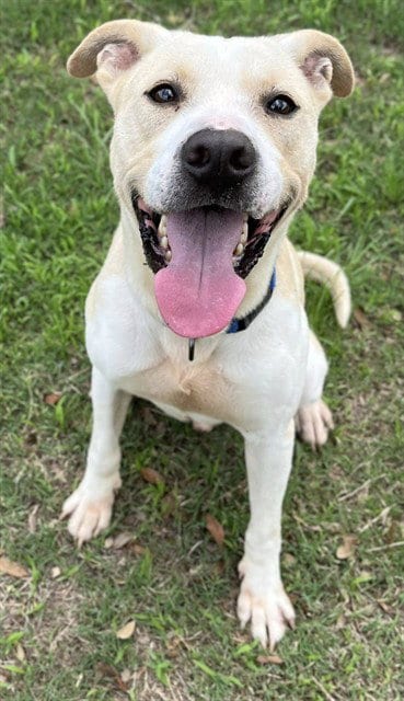 Photo of Hawkeye, adoptable Pit Bull Terrier in Augusta, Georgia