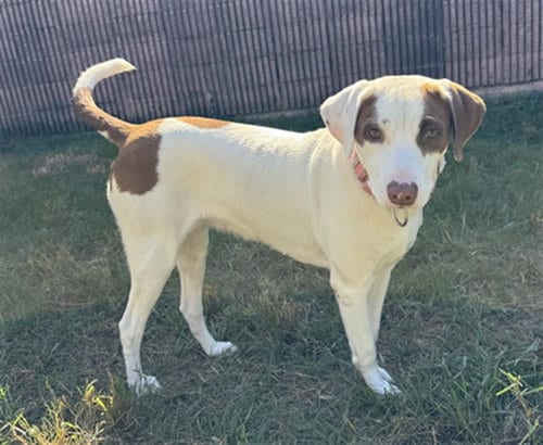 Photo of Priscila, adoptable American Foxhound in Houston, Texas