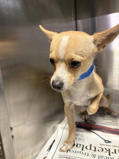 Photo of Lucas, adoptable Chihuahua in Bakersfield, California