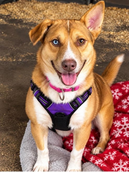 Photo of Bluey, adoptable Corgi in Livonia, Michigan