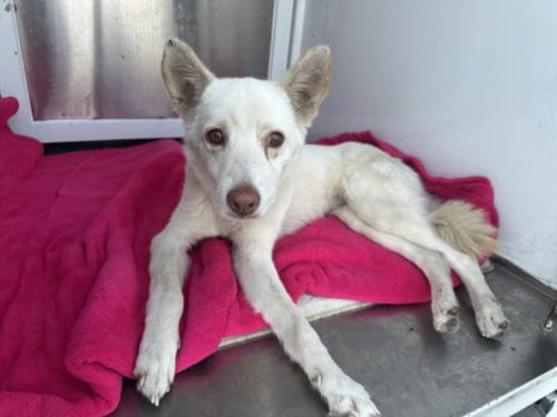 Photo of Elsa, adoptable Siberian Husky in Chatsworth, California