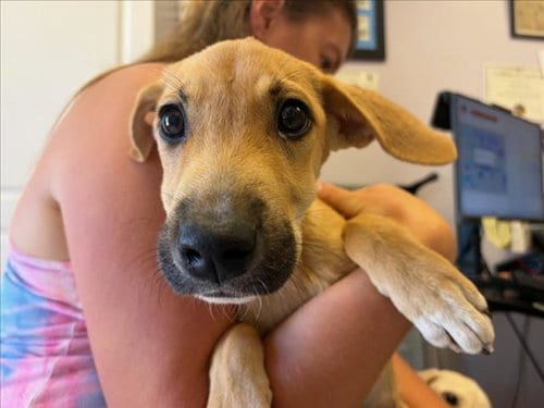 Photo of Sequence, adoptable Rhodesian Ridgeback in Santa Cruz, California