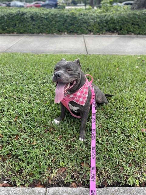 Photo of Mamita, adoptable Terrier mix in Miami, Florida