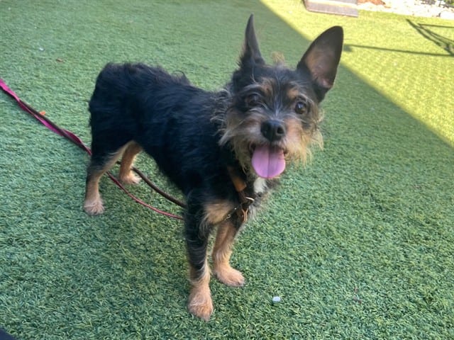 Photo of Agatha, adoptable Schnauzer - Miniature and Yorkshire Terrier in San José, California