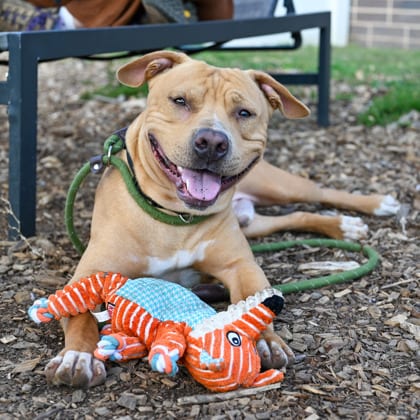 Photo of Scholar, adoptable dog in Chamblee, Georgia