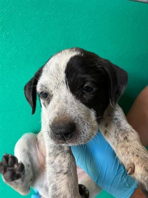Photo of A256465, adoptable Queensland Heeler in Visalia, California