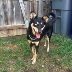 Photo of Luna, adoptable Mixed Breed (Medium) in Frederick, Maryland