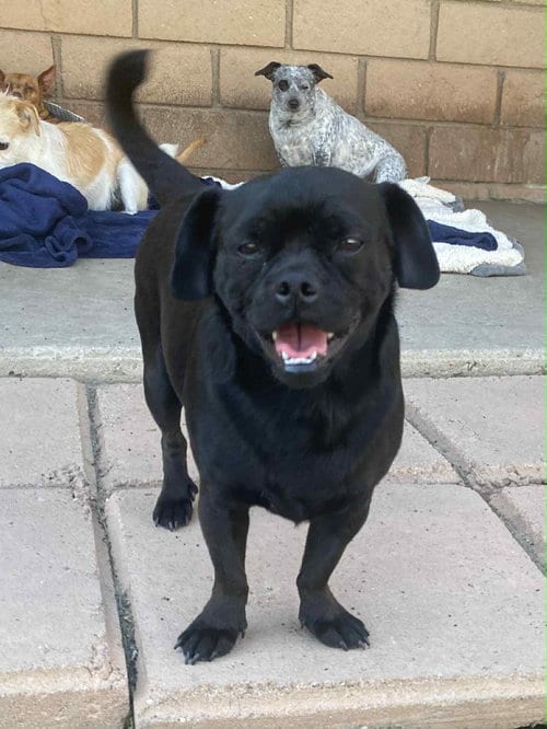 Photo of Apollo, adoptable Pug in La Verne, California