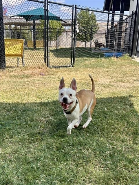 Photo of Carmen, adoptable Staffordshire Bull Terrier in Temple, Texas