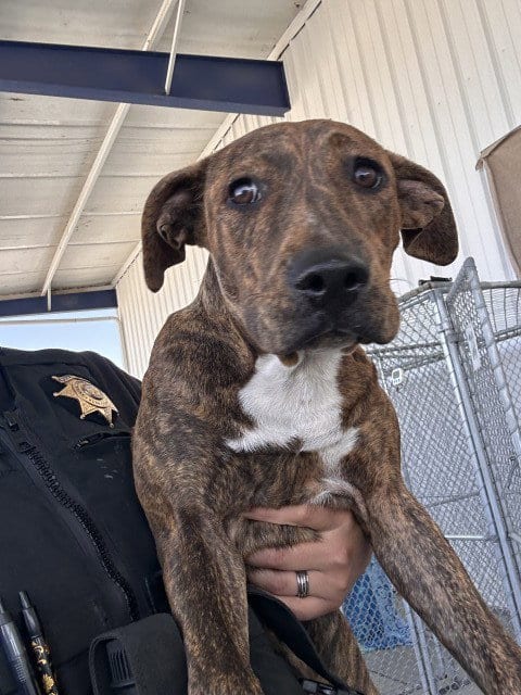 Photo of Lady, adoptable Pit Bull Terrier in Bakersfield, California