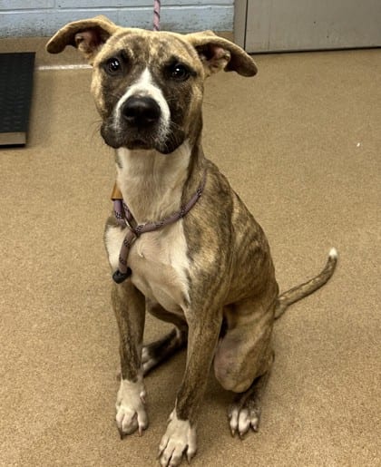 Photo of Varis, adoptable dog in Chamblee, Georgia