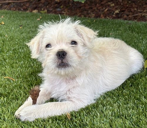 Photo of Boat: Pontoon, adoptable French Bulldog in Romoland, California