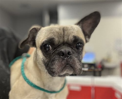Photo of Billie, adoptable French Bulldog in Thousand Palms, California