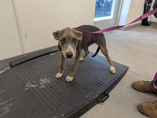 Photo of Swirl, adoptable American Pit Bull Terrier in Mesa, Arizona