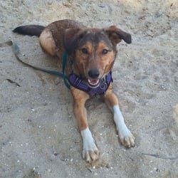 Photo of Riley, adoptable Mixed Breed (Medium) in Frederick, Maryland