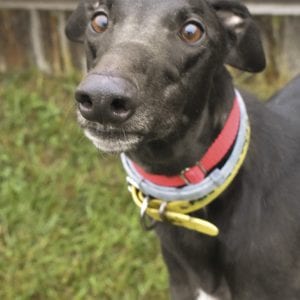 Photo of Ford Cobra Jet, adoptable Greyhound in Grandville, Michigan