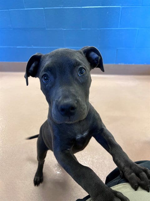 Photo of Ivy, adoptable Pit Bull Terrier in Plano, Texas