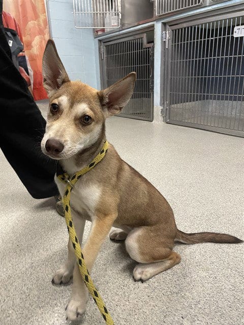 Photo of Lola, adoptable Husky in Tallahassee, Florida