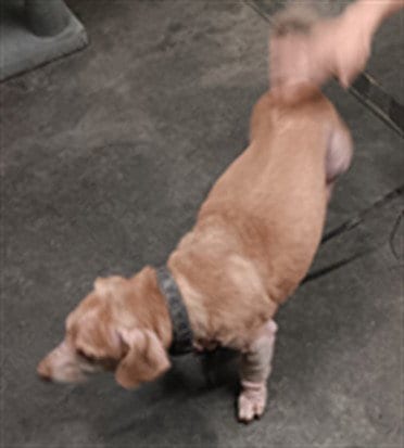 Photo of Winnie, adoptable Dachshund in Los Angeles, California