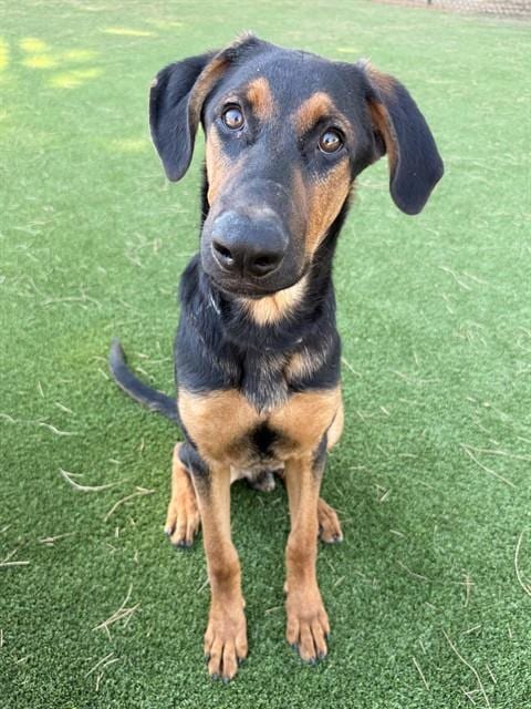 Photo of Thor, adoptable Doberman Pinscher in Castaic, California