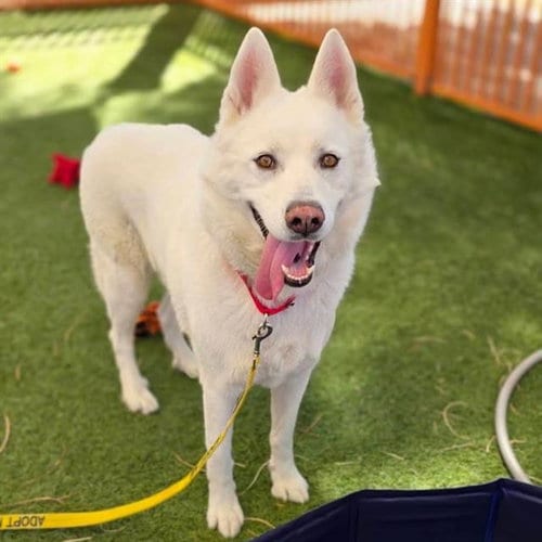 Photo of Yankee, adoptable Husky in Las Vegas, Nevada