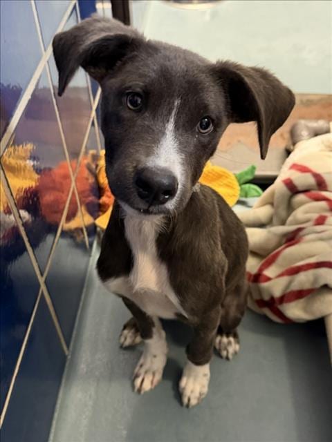 Photo of Elio, adoptable Staffordshire Bull Terrier in Houston, Texas