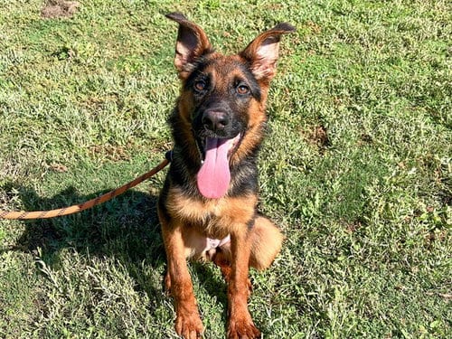 Photo of Seashells, adoptable German Shepherd Dog in Orange, California