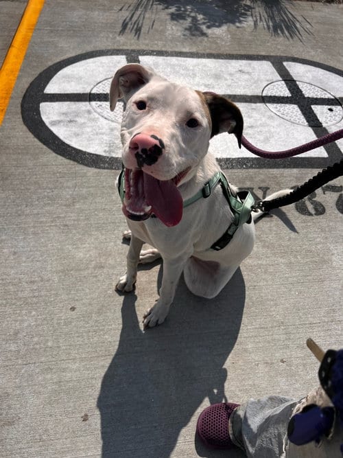 Photo of Frodo, adoptable Bulldog in Brooklyn Center, Minnesota