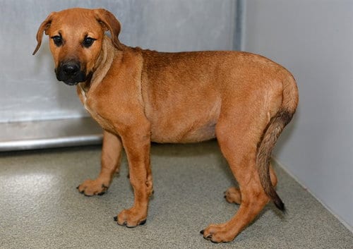 Photo of Flim, adoptable Redbone Coonhound in West Valley, Utah