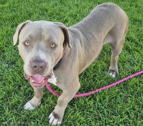 Photo of Buffalo, adoptable American Bulldog in Albuquerque, New Mexico