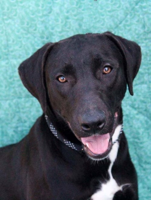 Photo of Ruffles, adoptable Labrador Retriever in FRAMINGHAM, Massachusetts