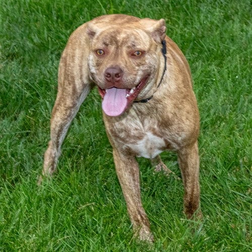 Photo of Sky, adoptable Pit Bull Terrier in Maryland, Missouri