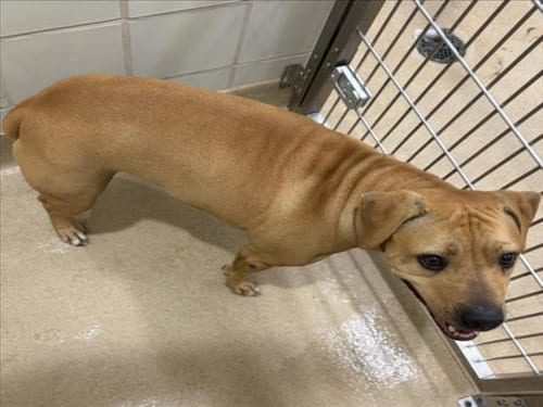 Photo of Rosie, adoptable Labrador Retriever in Derwood, Maryland