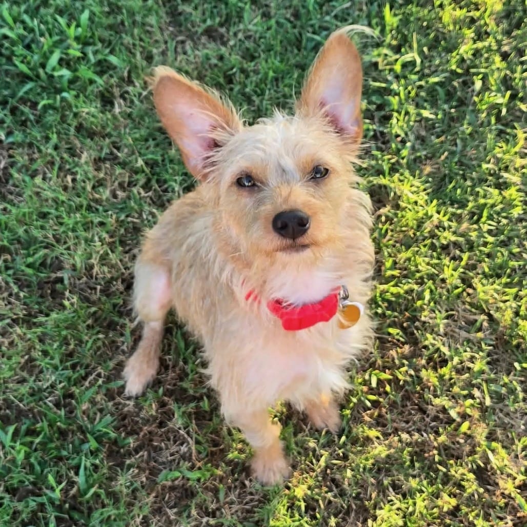 Photo of Ginny, adoptable Mixed Breed (Small) in St. Charles, Missouri