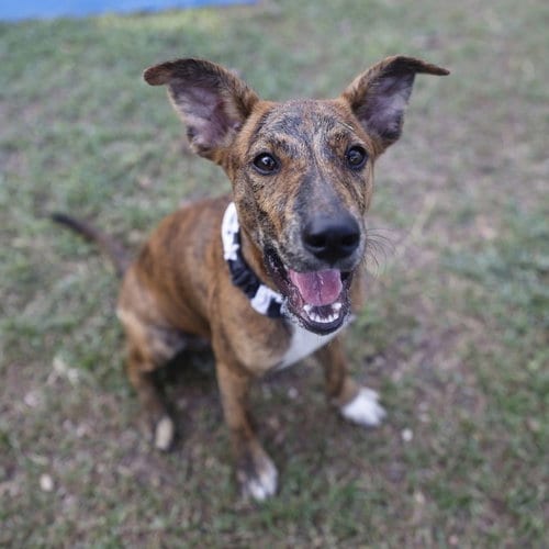 Photo of Melvin, adoptable Terrier in San Antonio, Texas