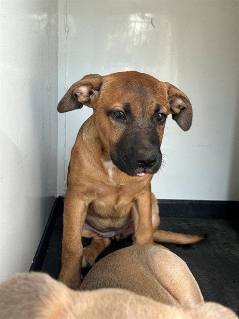 Photo of A170792, adoptable Pit Bull Terrier in Bakersfield, California